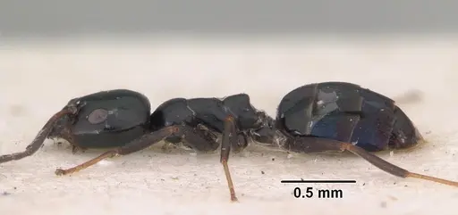 Ochetellus vinsoni specimen CASENT0102301 image casent0102301_3