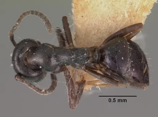 Ochetellus vinsoni specimen CASENT0102302 image casent0102302_1