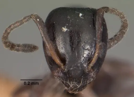 Ochetellus vinsoni specimen CASENT0102302 image casent0102302_2
