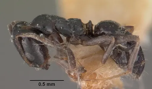 Ochetellus vinsoni specimen CASENT0102302 image casent0102302_3