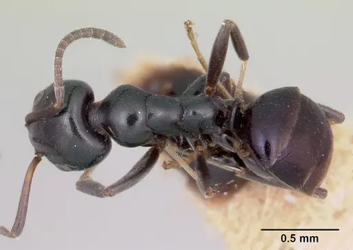 Ochetellus vinsoni specimen CASENT0103299 image casent0103299_1