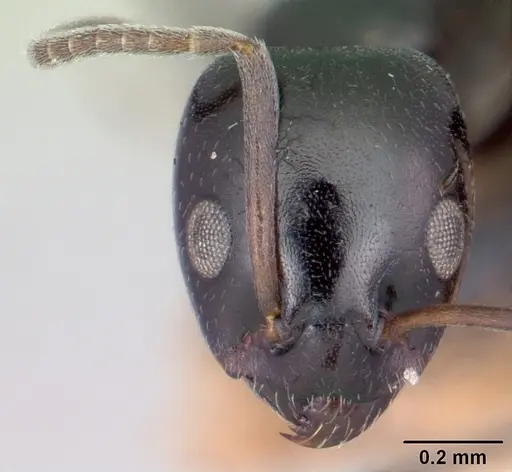 Ochetellus vinsoni specimen CASENT0103299 image casent0103299_2