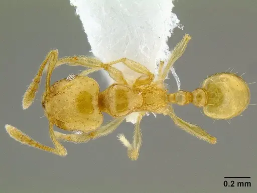Ochetomyrmex neopolitus specimen CASENT0106223 image casent0106223_1