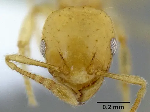 Ochetomyrmex neopolitus specimen CASENT0106223 image casent0106223_2