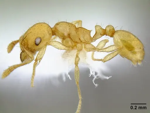 Ochetomyrmex neopolitus specimen CASENT0106223 image casent0106223_3