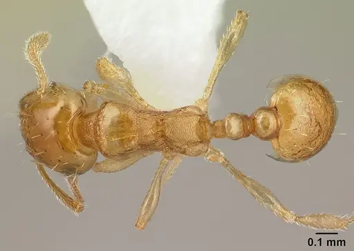 Ochetomyrmex neopolitus specimen CASENT0179594 image casent0179594_1