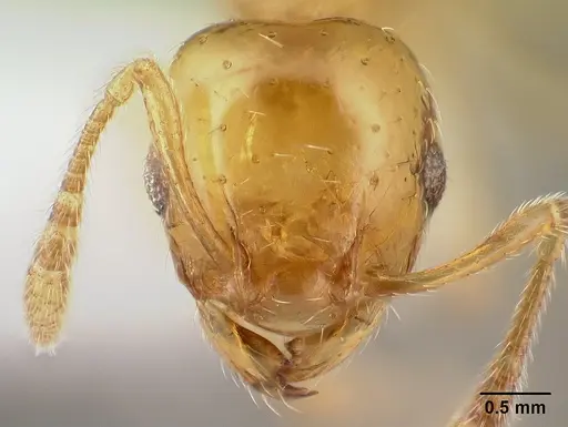 Ochetomyrmex neopolitus specimen CASENT0179594 image casent0179594_2