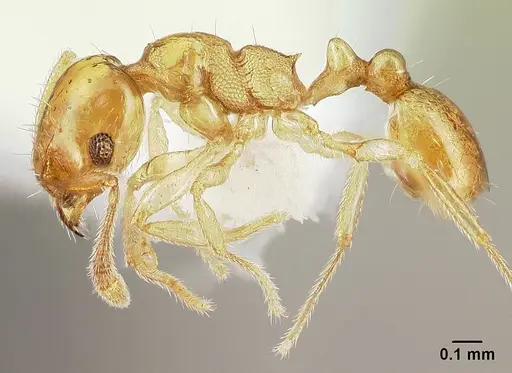 Ochetomyrmex neopolitus specimen CASENT0179594 image casent0179594_3