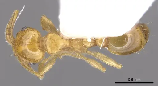 Ochetomyrmex neopolitus specimen CASENT0901983 image casent0901983_1