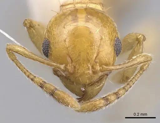 Ochetomyrmex neopolitus specimen CASENT0901983 image casent0901983_2