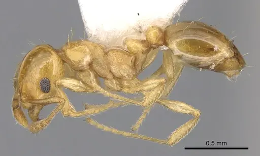 Ochetomyrmex neopolitus specimen CASENT0901983 image casent0901983_3