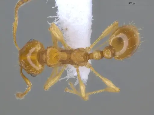 Ochetomyrmex neopolitus specimen ECOFOG-IT14-0308-82 image ecofog-it14-0308-82_1