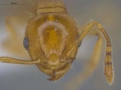Ochetomyrmex neopolitus specimen ECOFOG-IT14-0308-82 image ecofog-it14-0308-82_2