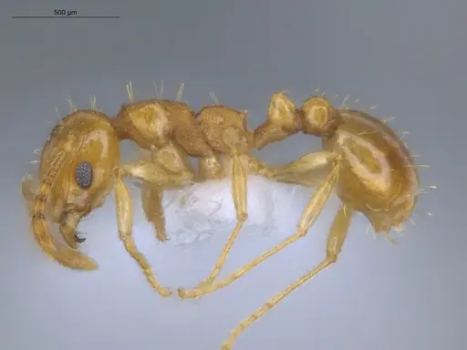 Ochetomyrmex neopolitus specimen ECOFOG-IT14-0308-82 image ecofog-it14-0308-82_3