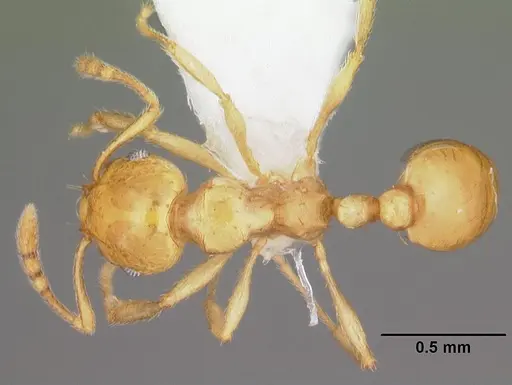 Ochetomyrmex neopolitus specimen PSW11364-37 image psw11364-37_1