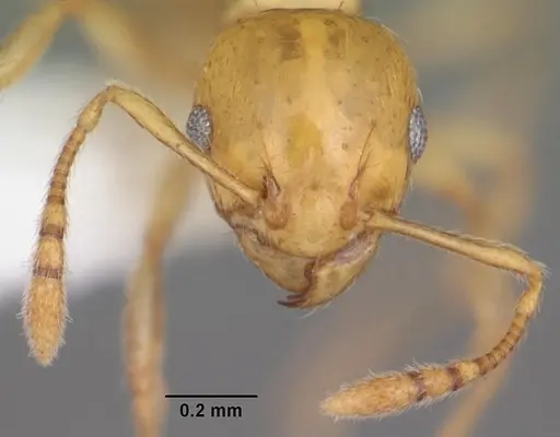 Ochetomyrmex neopolitus specimen PSW11364-37 image psw11364-37_2