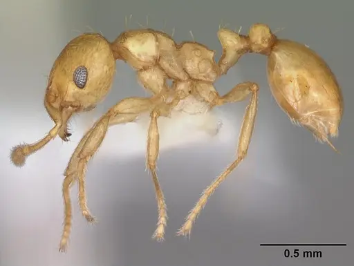 Ochetomyrmex neopolitus specimen PSW11364-37 image psw11364-37_3