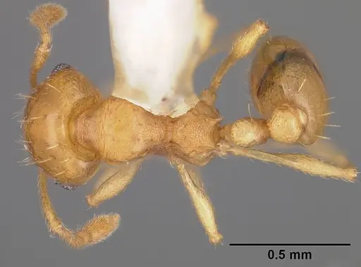 Ochetomyrmex neopolitus specimen USNMENT00413965 image usnment00413965_1