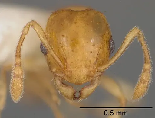 Ochetomyrmex neopolitus specimen USNMENT00413965 image usnment00413965_2