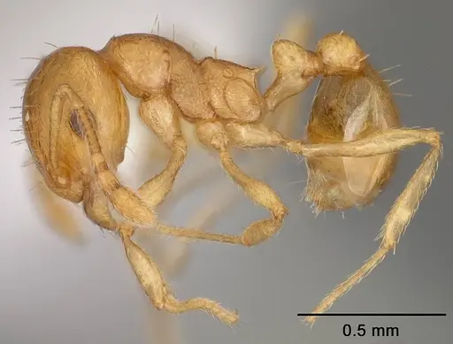Ochetomyrmex neopolitus specimen USNMENT00413965 image usnment00413965_3