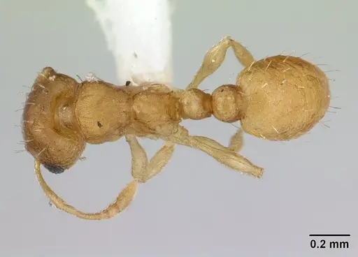 Ochetomyrmex semipolitus specimen CASENT0178481 image casent0178481_1