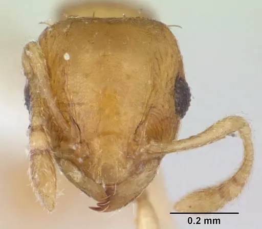 Ochetomyrmex semipolitus specimen CASENT0178481 image casent0178481_2