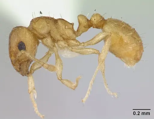 Ochetomyrmex semipolitus specimen CASENT0178481 image casent0178481_3