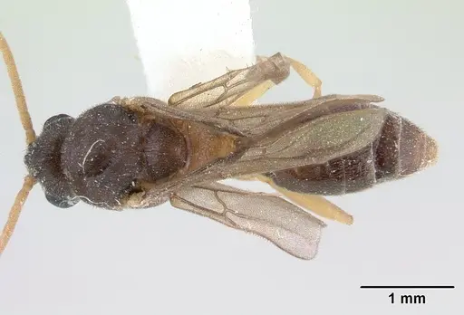 Ochetomyrmex semipolitus specimen CASENT0178482 image casent0178482_1