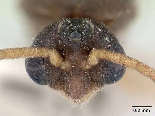 Ochetomyrmex semipolitus specimen CASENT0178482 image casent0178482_2