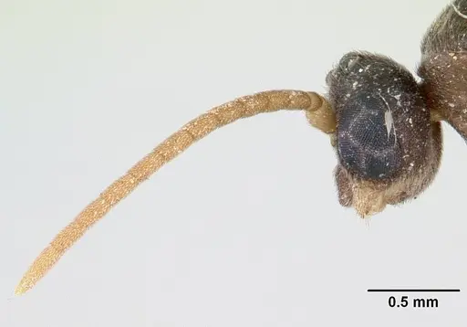 Ochetomyrmex semipolitus specimen CASENT0178482 image casent0178482_3