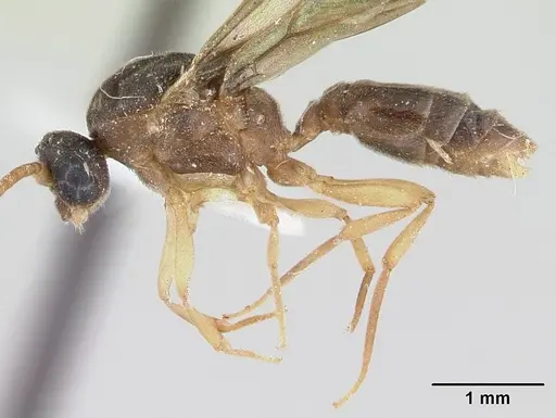 Ochetomyrmex semipolitus specimen CASENT0178482 image casent0178482_4