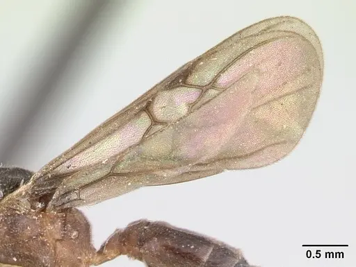 Ochetomyrmex semipolitus specimen CASENT0178482 image casent0178482_5