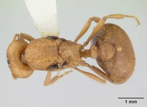 Ochetomyrmex semipolitus specimen CASENT0178483 image casent0178483_1
