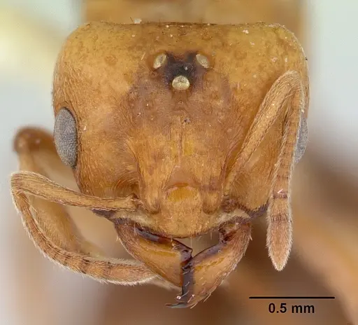 Ochetomyrmex semipolitus specimen CASENT0178483 image casent0178483_2