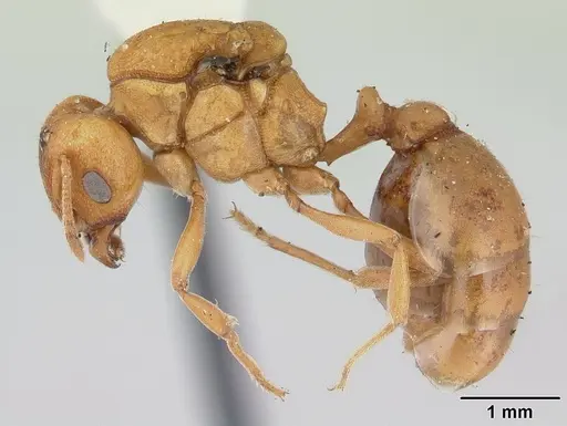 Ochetomyrmex semipolitus specimen CASENT0178483 image casent0178483_3