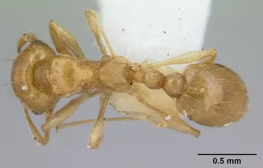 Ochetomyrmex semipolitus specimen CASENT0178552 image casent0178552_1