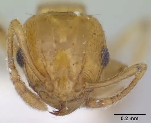 Ochetomyrmex semipolitus specimen CASENT0178552 image casent0178552_2