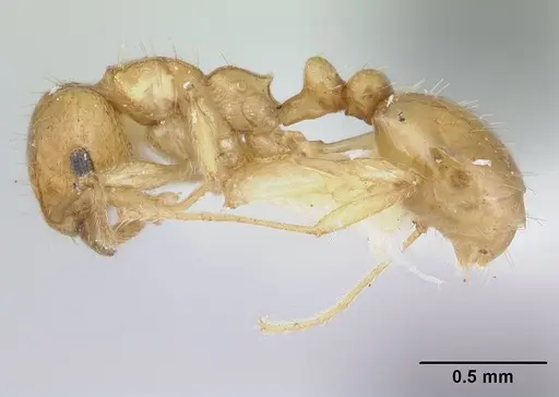 Ochetomyrmex semipolitus specimen CASENT0178552 image casent0178552_3