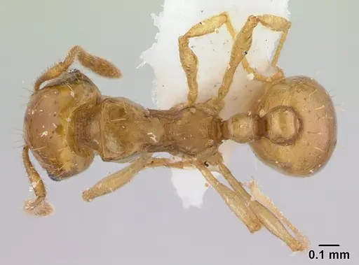 Ochetomyrmex semipolitus specimen CASENT0179475 image casent0179475_1