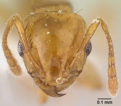 Ochetomyrmex semipolitus specimen CASENT0179475 image casent0179475_2