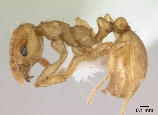 Ochetomyrmex semipolitus specimen CASENT0179475 image casent0179475_3
