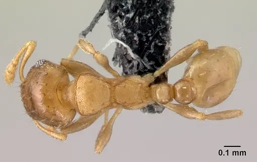 Ochetomyrmex semipolitus specimen CASENT0179593 image casent0179593_1