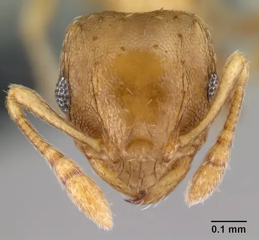 Ochetomyrmex semipolitus specimen CASENT0179593 image casent0179593_2