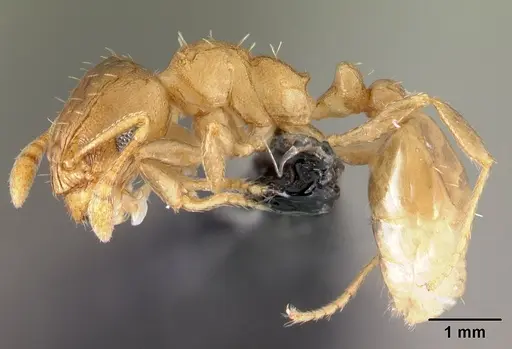 Ochetomyrmex semipolitus specimen CASENT0179593 image casent0179593_3