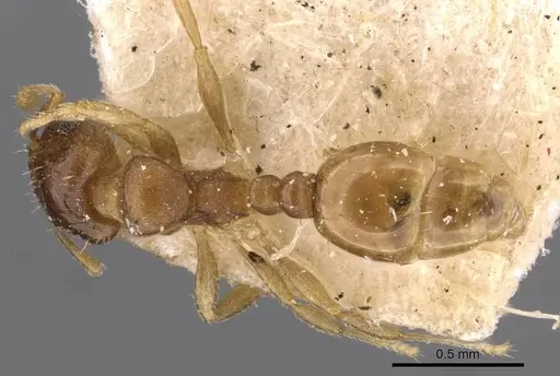 Ochetomyrmex semipolitus specimen CASENT0909210 image casent0909210_1