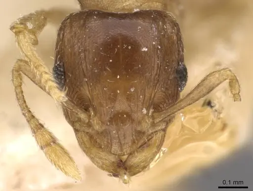 Ochetomyrmex semipolitus specimen CASENT0909210 image casent0909210_2