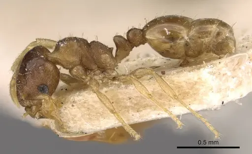 Ochetomyrmex semipolitus specimen CASENT0909210 image casent0909210_3