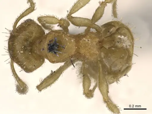 Ochetomyrmex semipolitus specimen CASENT0909211 image casent0909211_1
