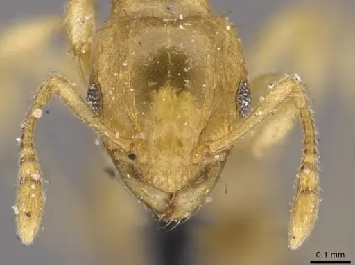 Ochetomyrmex semipolitus specimen CASENT0909211 image casent0909211_2