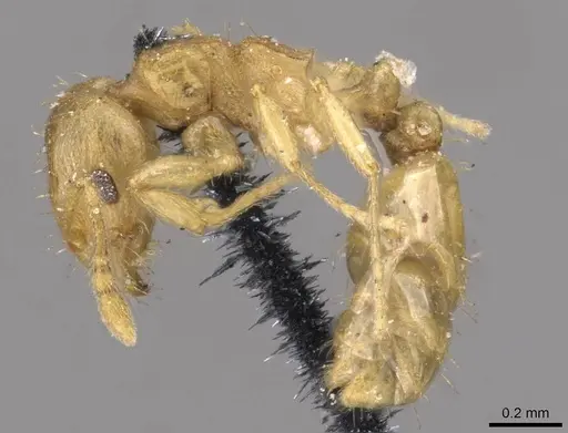 Ochetomyrmex semipolitus specimen CASENT0909211 image casent0909211_3